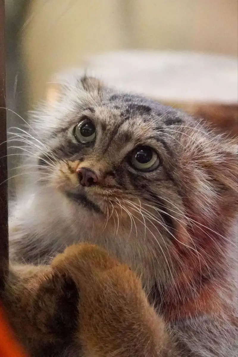 マヌルネコの写真