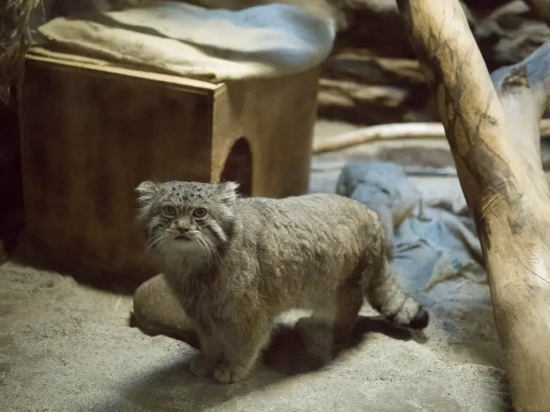 恩賜上野動物園のクリョンの写真
