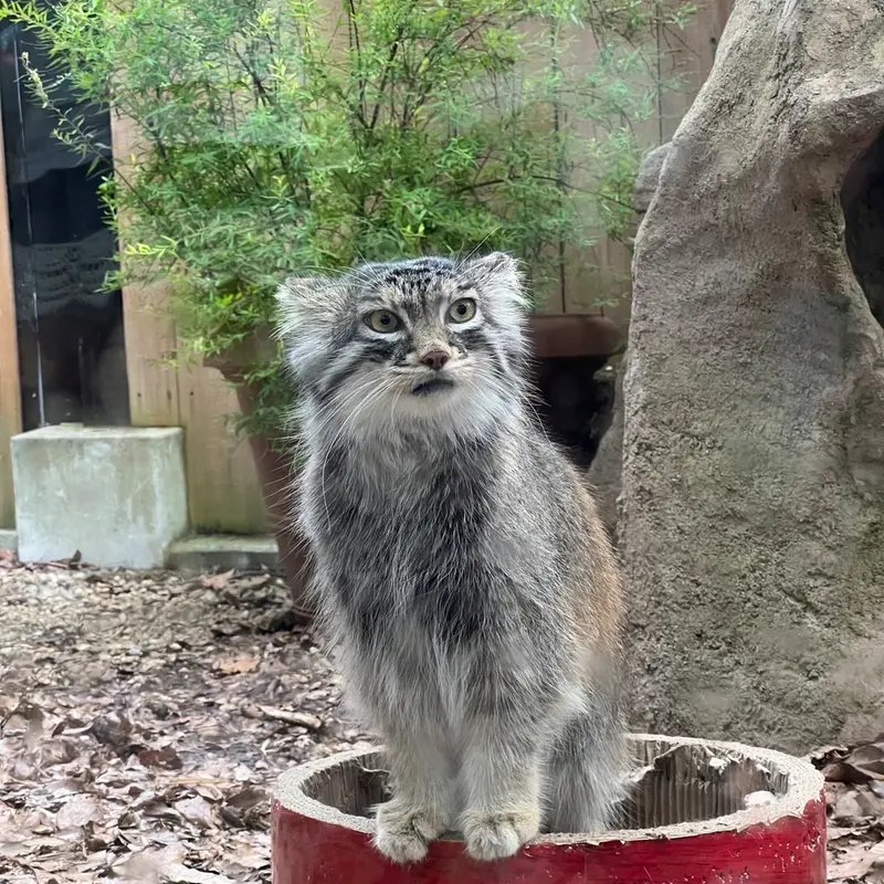 埼玉県こども動物自然公園のオリーヴァの写真