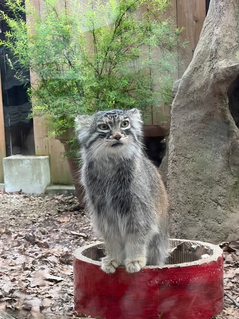 埼玉県こども動物自然公園のオリーヴァの写真