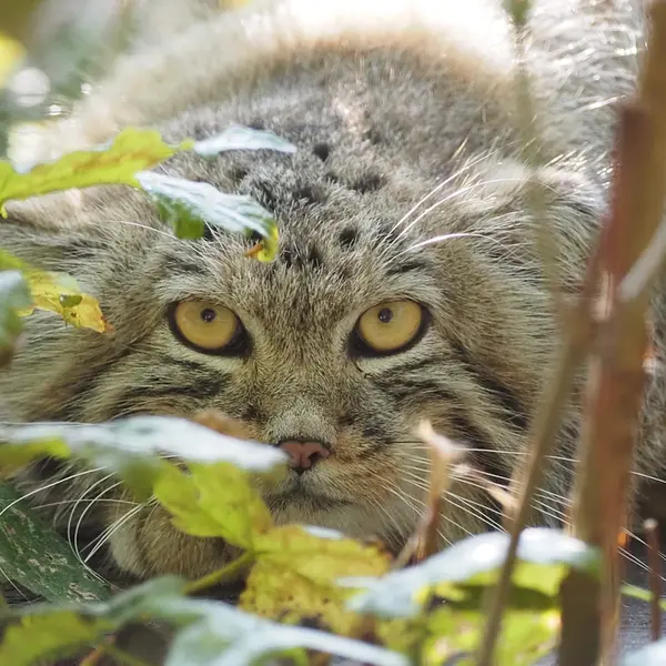 グダニスク動物園のサヤンの写真