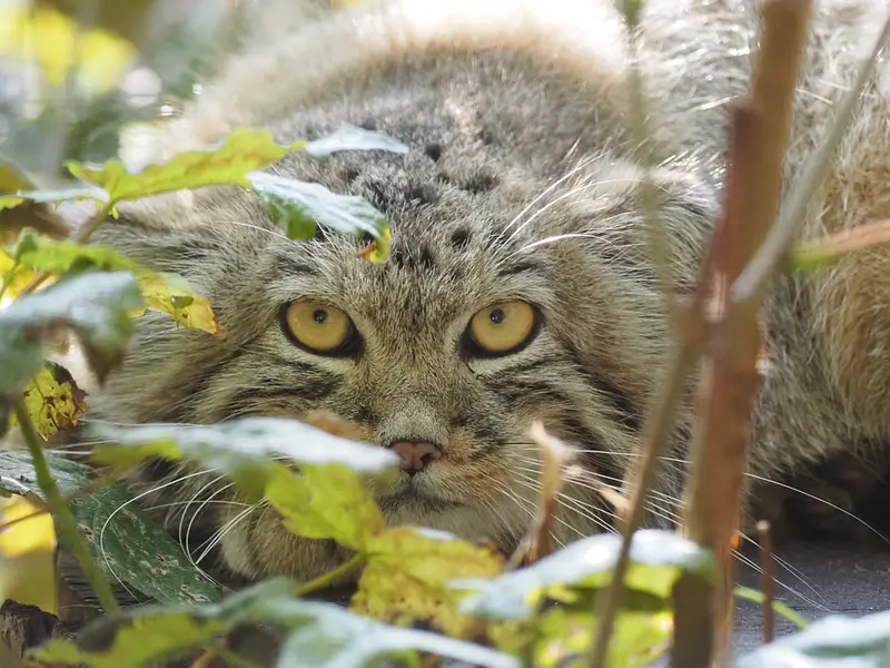 グダニスク動物園のサヤンの写真