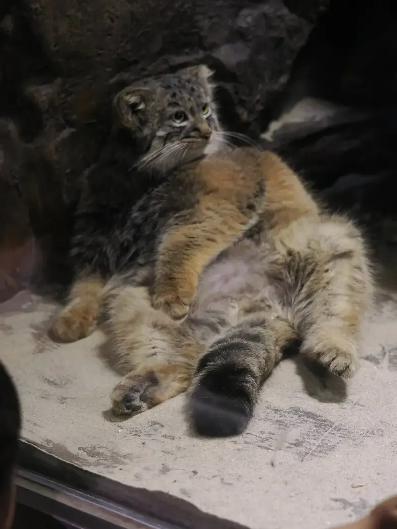 マヌルネコの写真