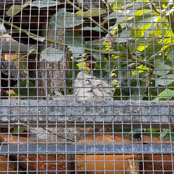 レニングラード動物園のナミカの写真
