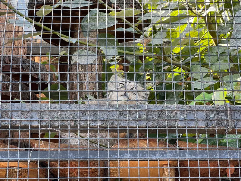レニングラード動物園のナミカの写真