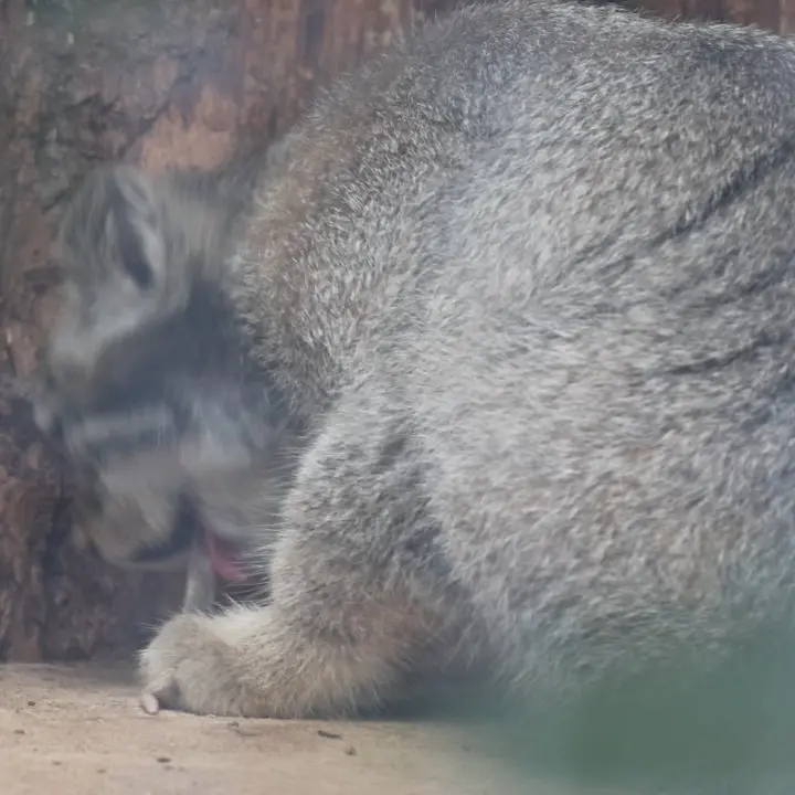 レニングラード動物園のマヌルネコの写真