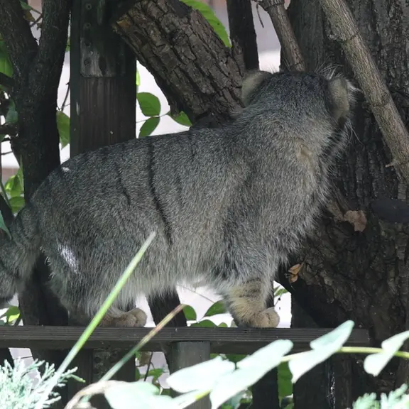 モスクワ動物園のマヌルネコの写真