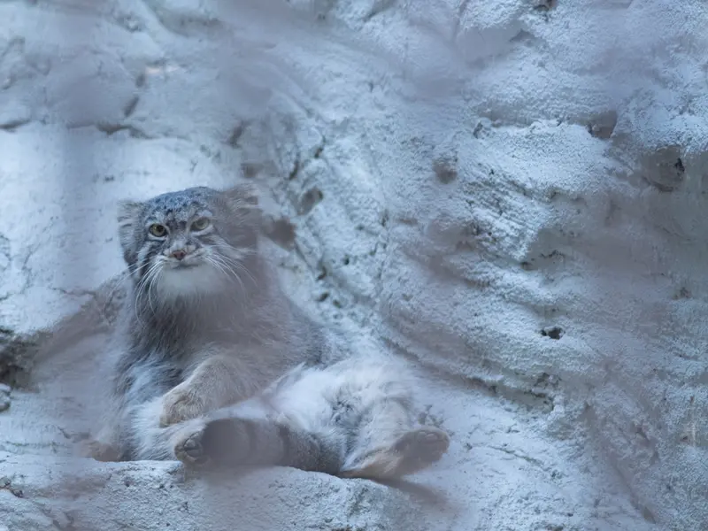 野毛山動物園のフィーガの写真