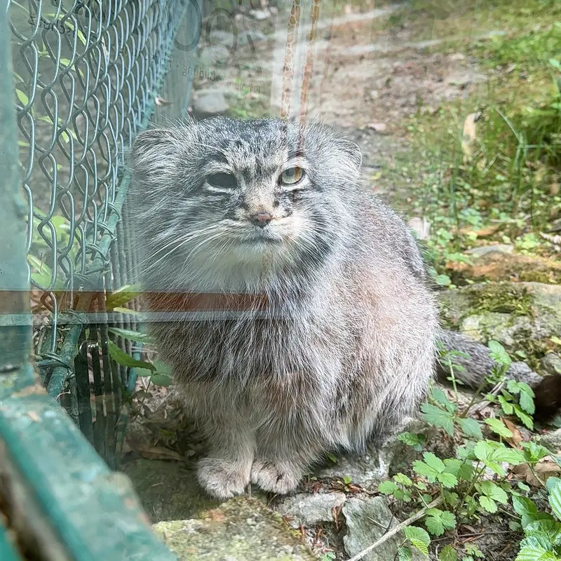 オペル動物園のバトゥの写真