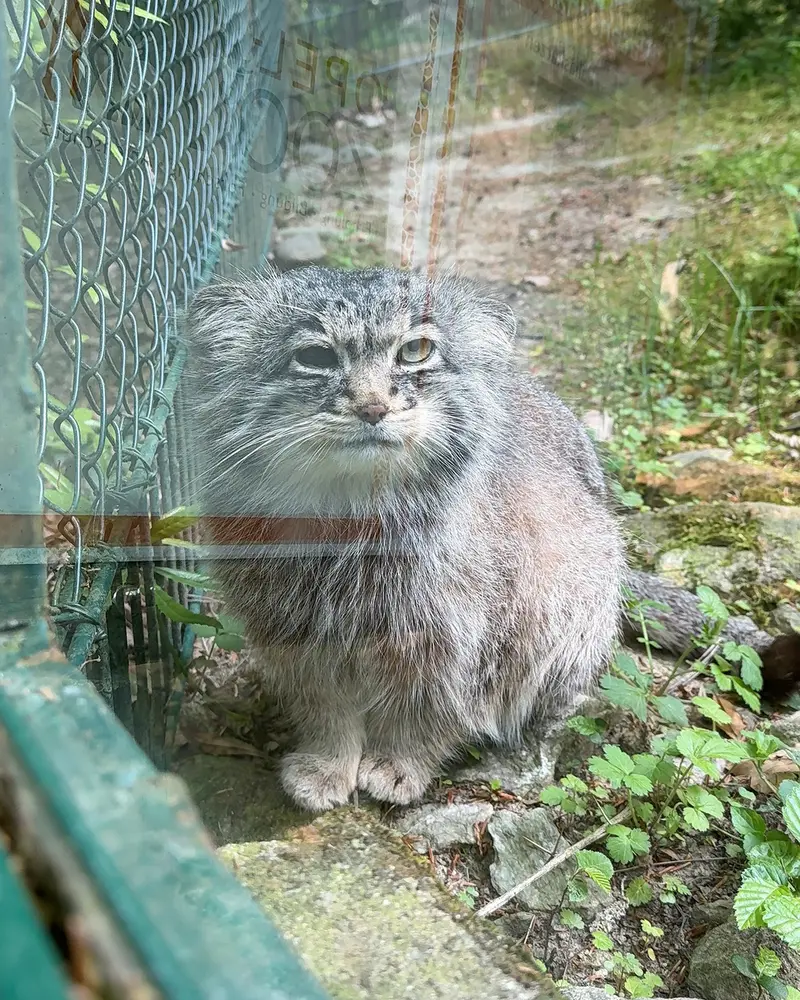 オペル動物園のバトゥの写真