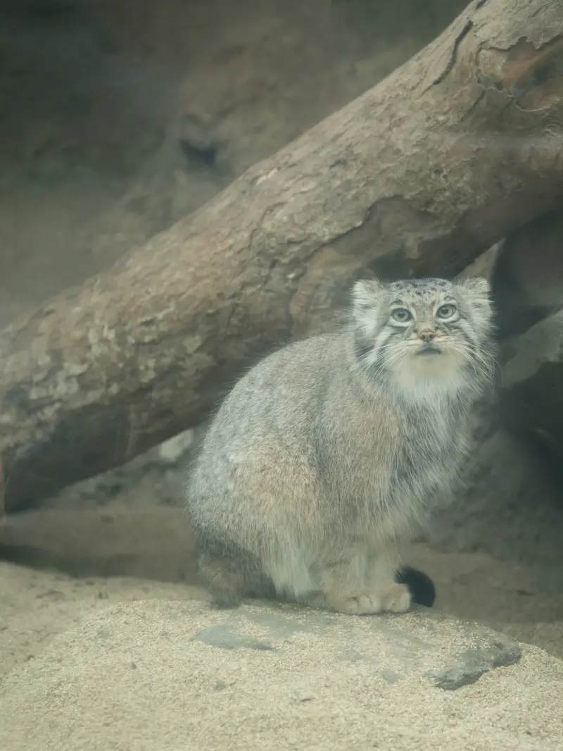 神戸どうぶつ王国のアズの写真