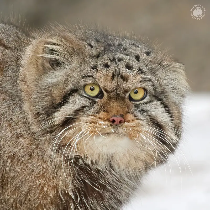 バルナウル動物園「レースナヤ・スカースカ」のマヌルネコのチップ