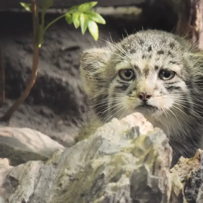 ブダペスト動物園＆植物園のボリス Ⅱの写真