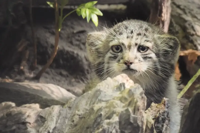 ブダペスト動物園・植物園のボリス Ⅱの写真