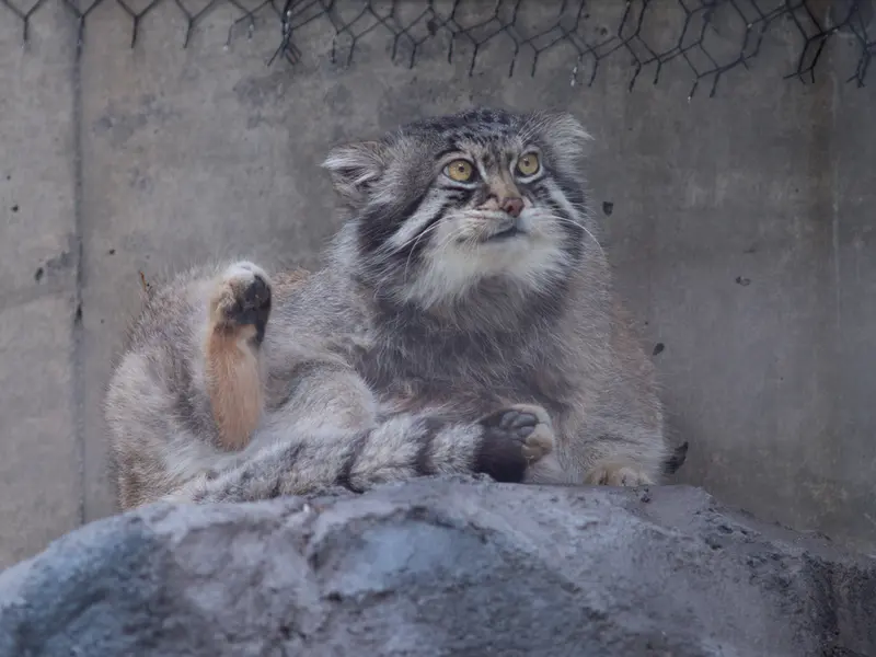 旭山動物園のグルーシャの写真