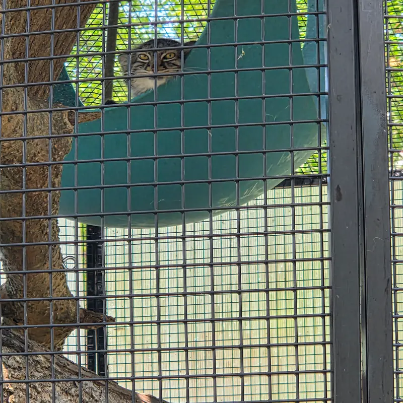 ニアイビ動物園のイーヴィーの写真