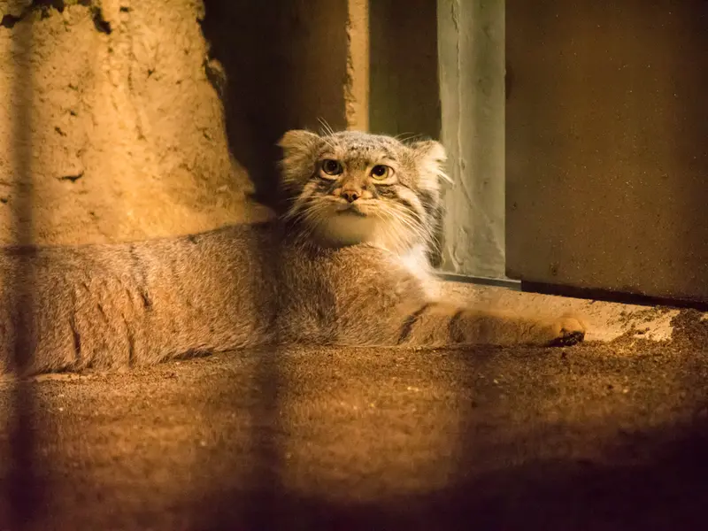野毛山動物園のフィーガの写真