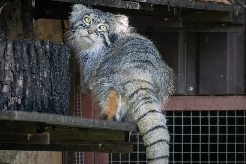 モスクワ動物園のティモフェイの写真