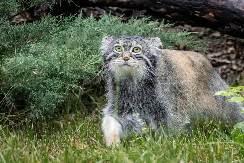 モスクワ動物園のティモフェイの写真