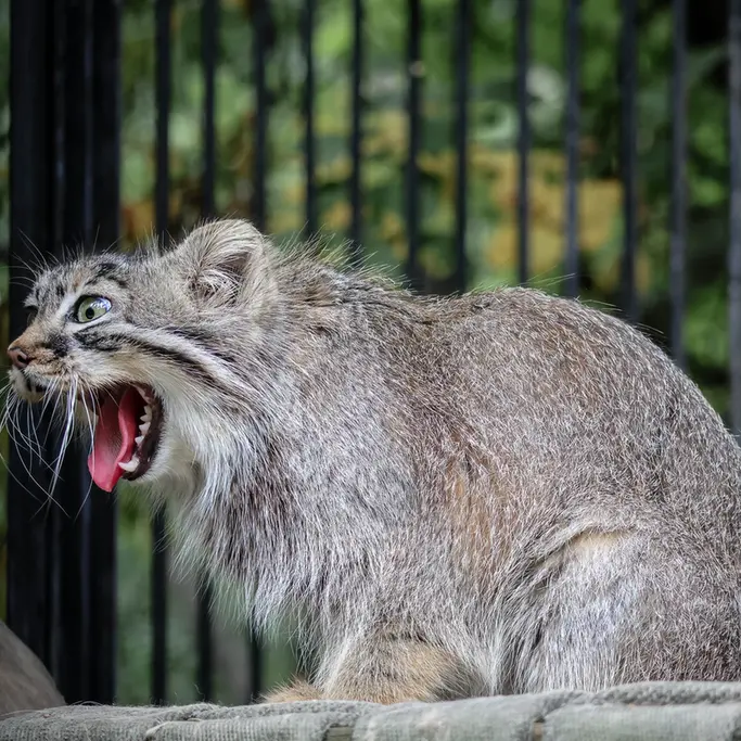ノヴォシビルスク動物園のガビの写真