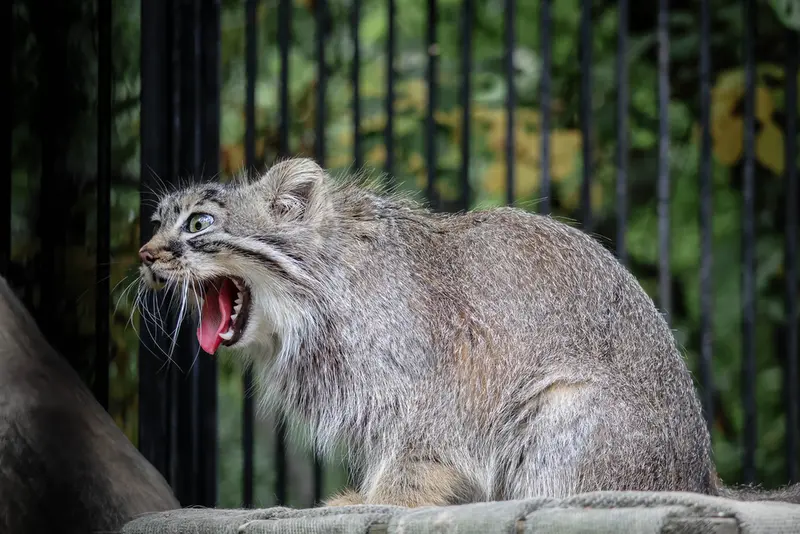 ノヴォシビルスク動物園のガビの写真