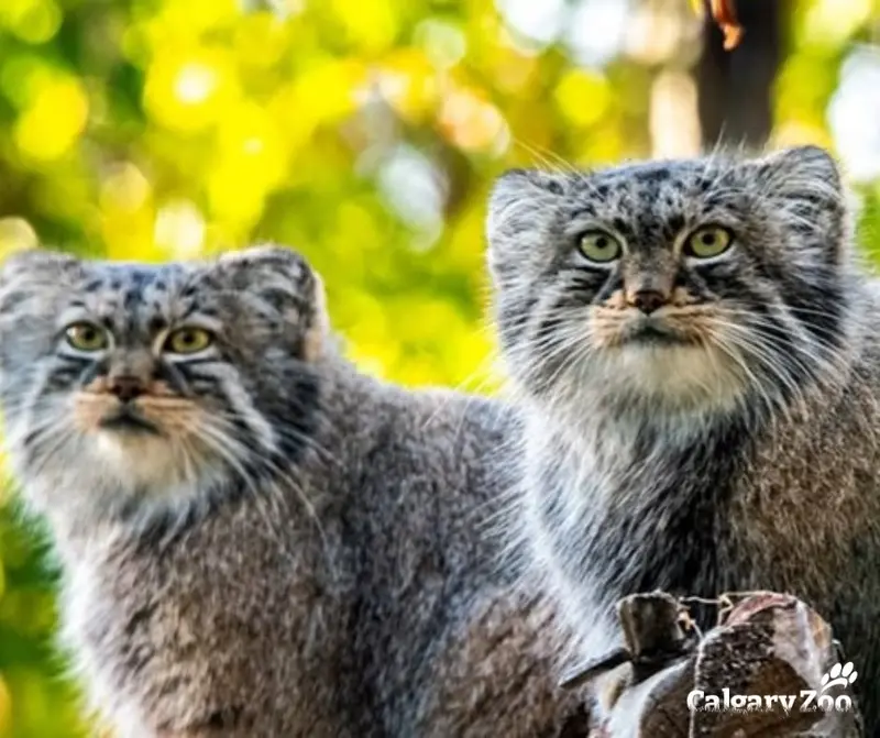 カルガリー動物園 / ワイルダー研究所のペマとノックスの写真