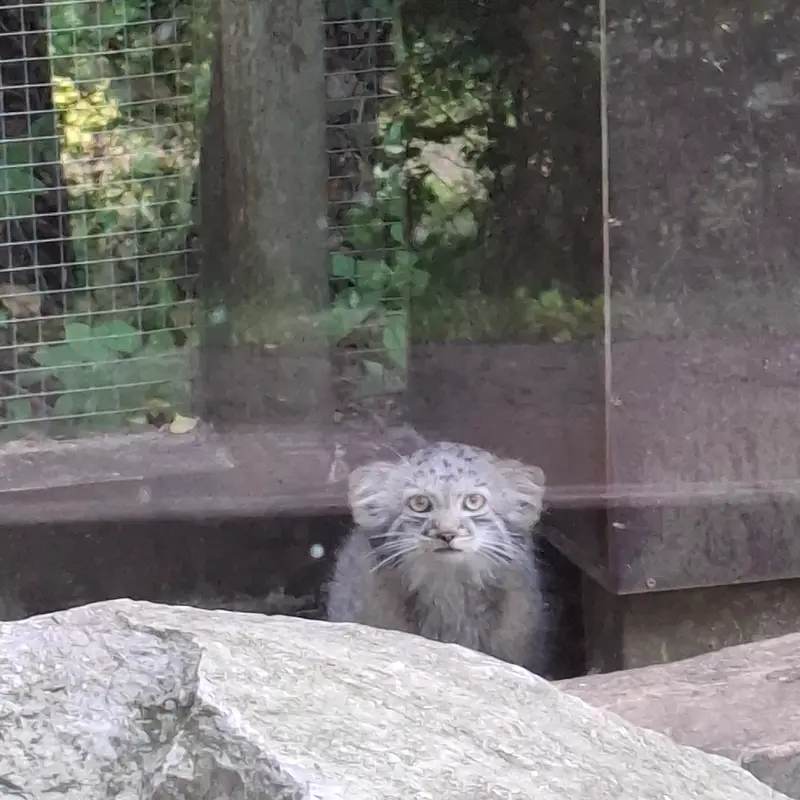 コシツェ動物園のアラニの子（2026年生まれ）Ⅰの写真