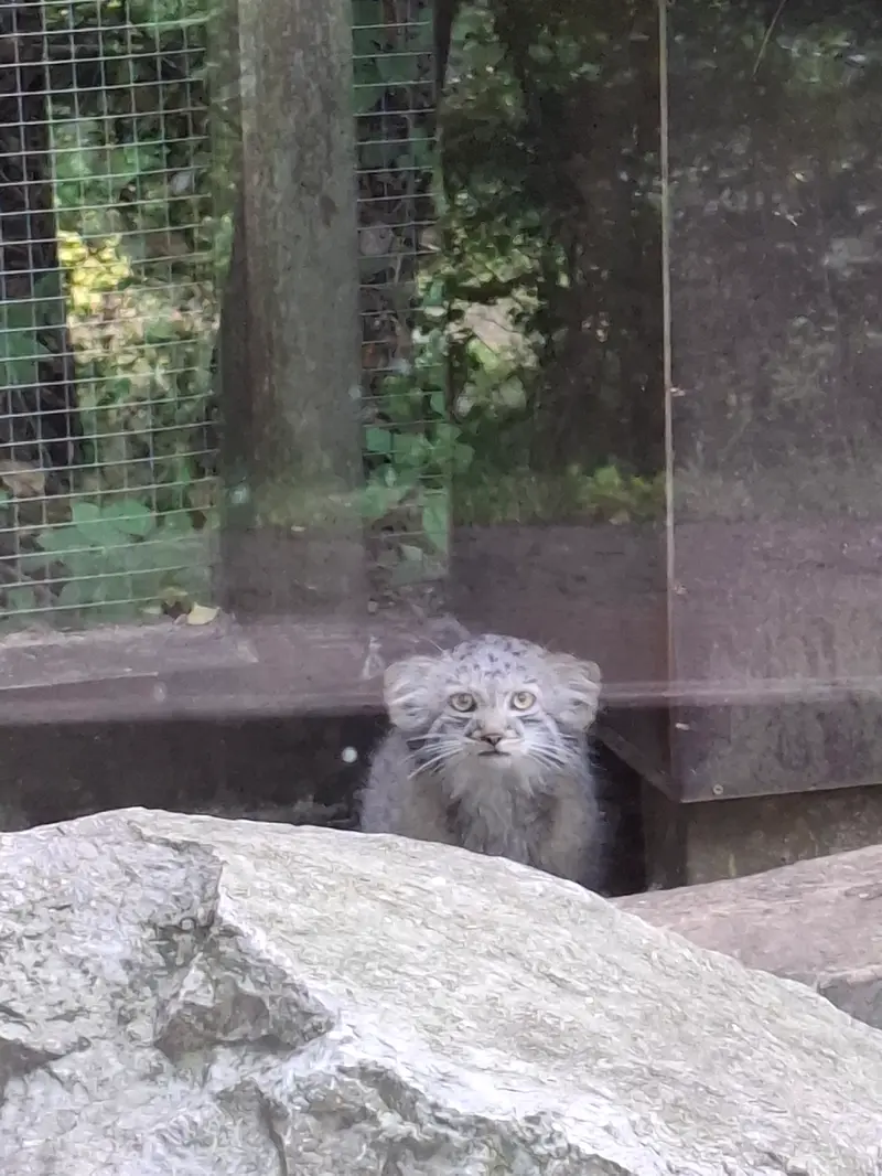 コシツェ動物園のアラニの子（2026年生まれ）Ⅰの写真