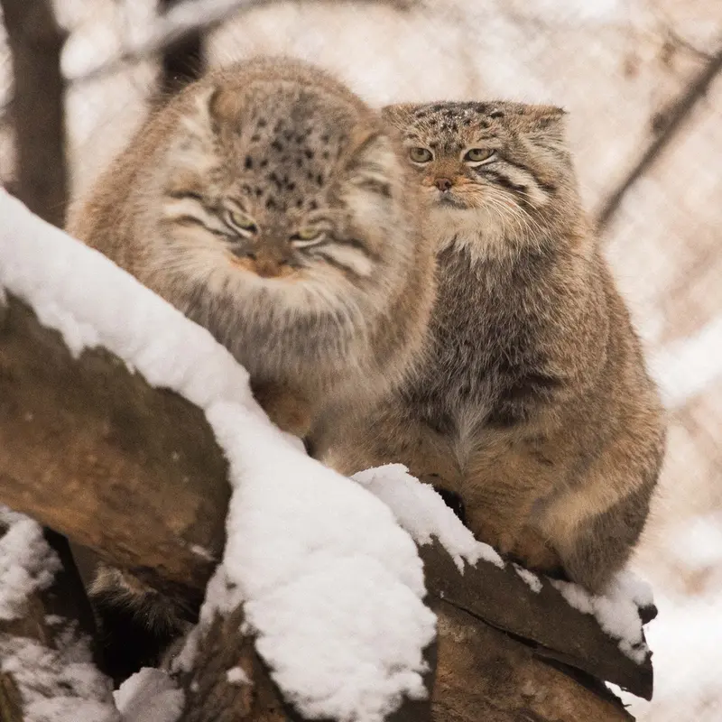 ノヴォシビルスク動物園のルフとエルフの写真