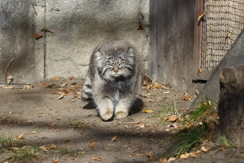 モスクワ動物園のティモフェイの写真