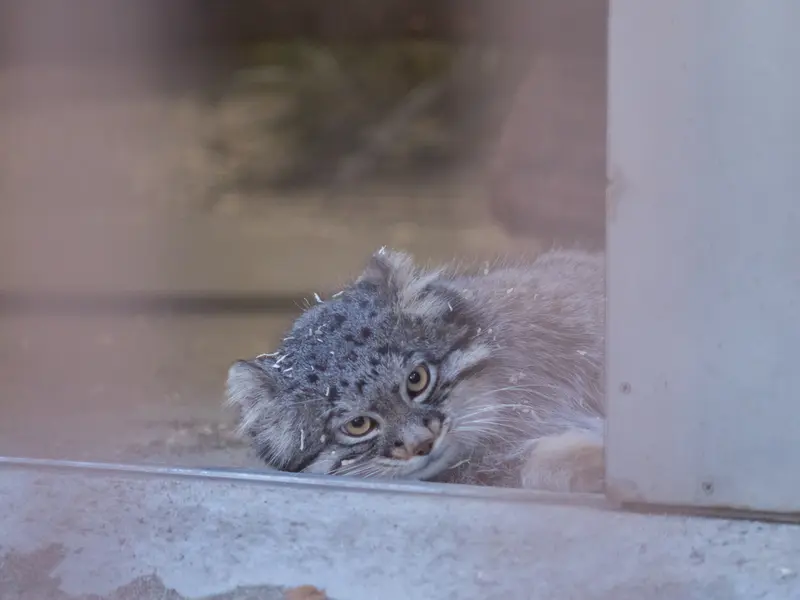 野毛山動物園のフィーガの写真