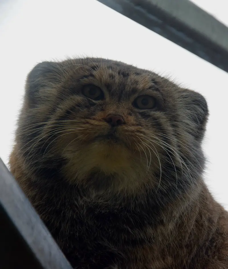 ブダペスト動物園・植物園のボフスの写真