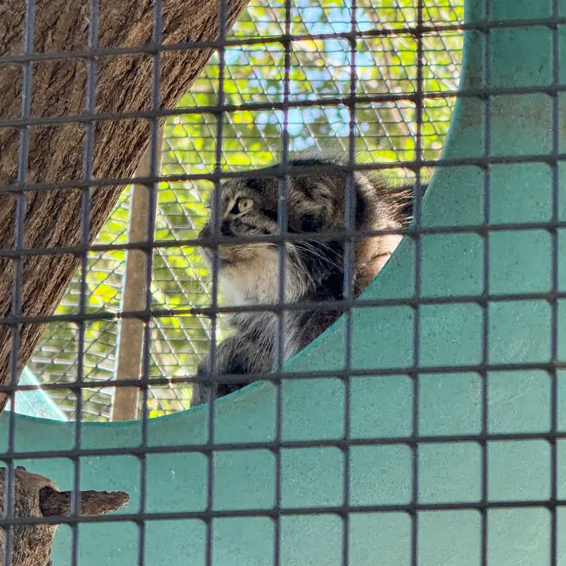 ニアイビ動物園のイーヴィーの写真
