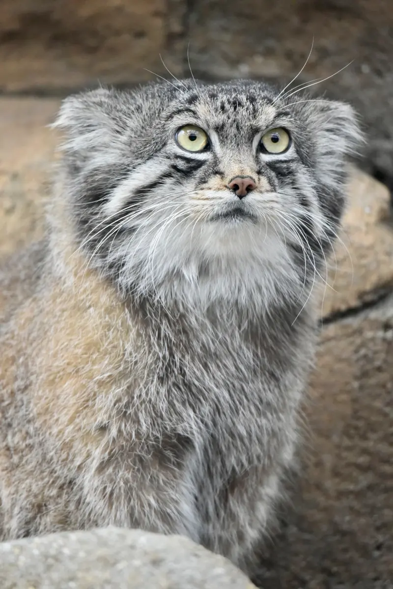 神戸市立王子動物園のイーリスの写真