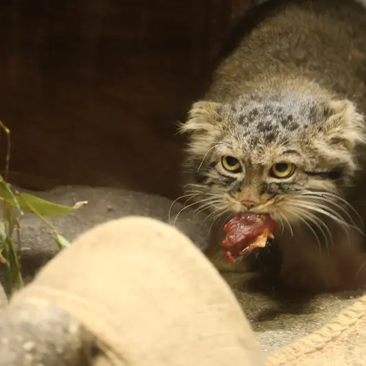 恩賜上野動物園のサフランの写真