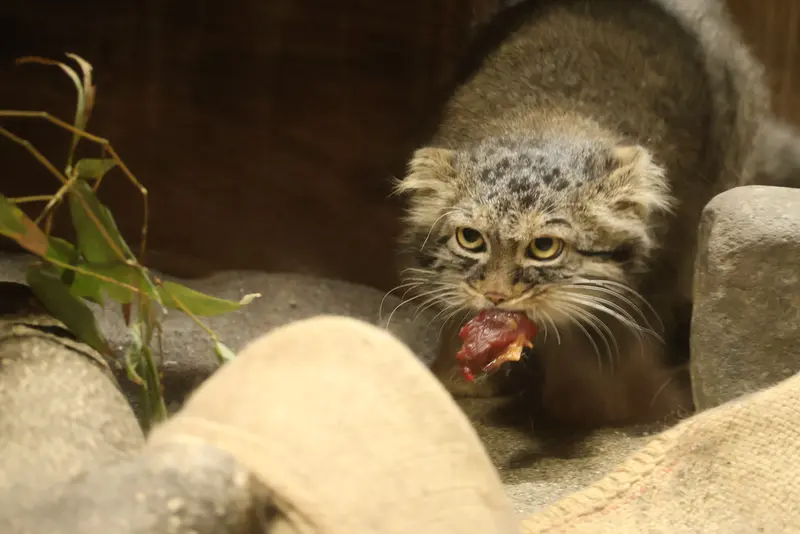 恩賜上野動物園のサフランの写真