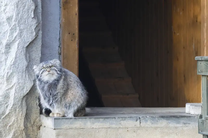モスクワ動物園のティモフェイの写真
