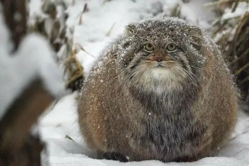 マヌルネコの写真