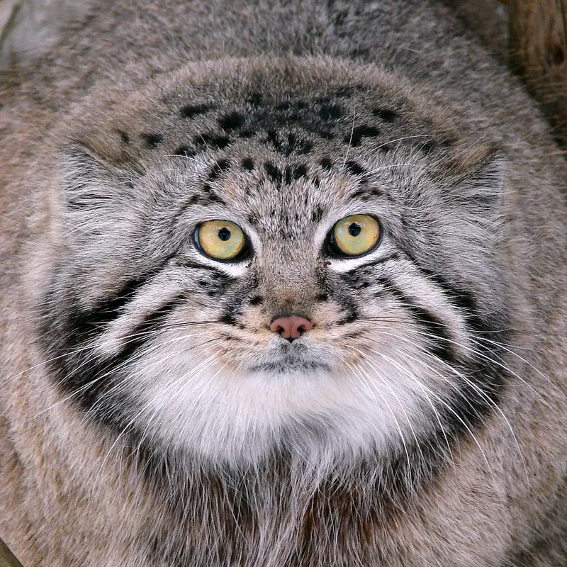 ワルシャワ動物園のマヌルネコのハースト