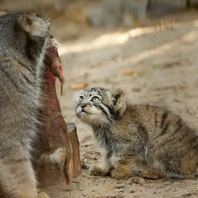 ノヴォシビルスク動物園のイヴとボリスの写真