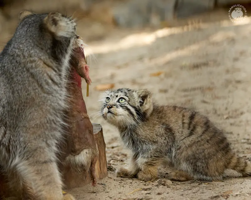 ノヴォシビルスク動物園のイヴとボリスの写真