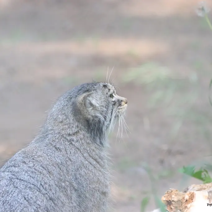 サスカトゥーン林業農場公園・動物園のノックスの写真
