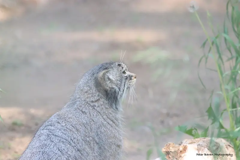 サスカトゥーン林業農場公園・動物園のノックスの写真