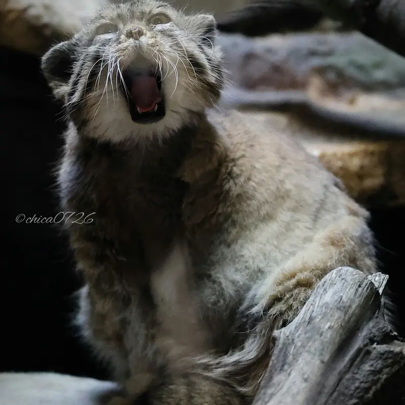 恩賜上野動物園のプリームラの写真
