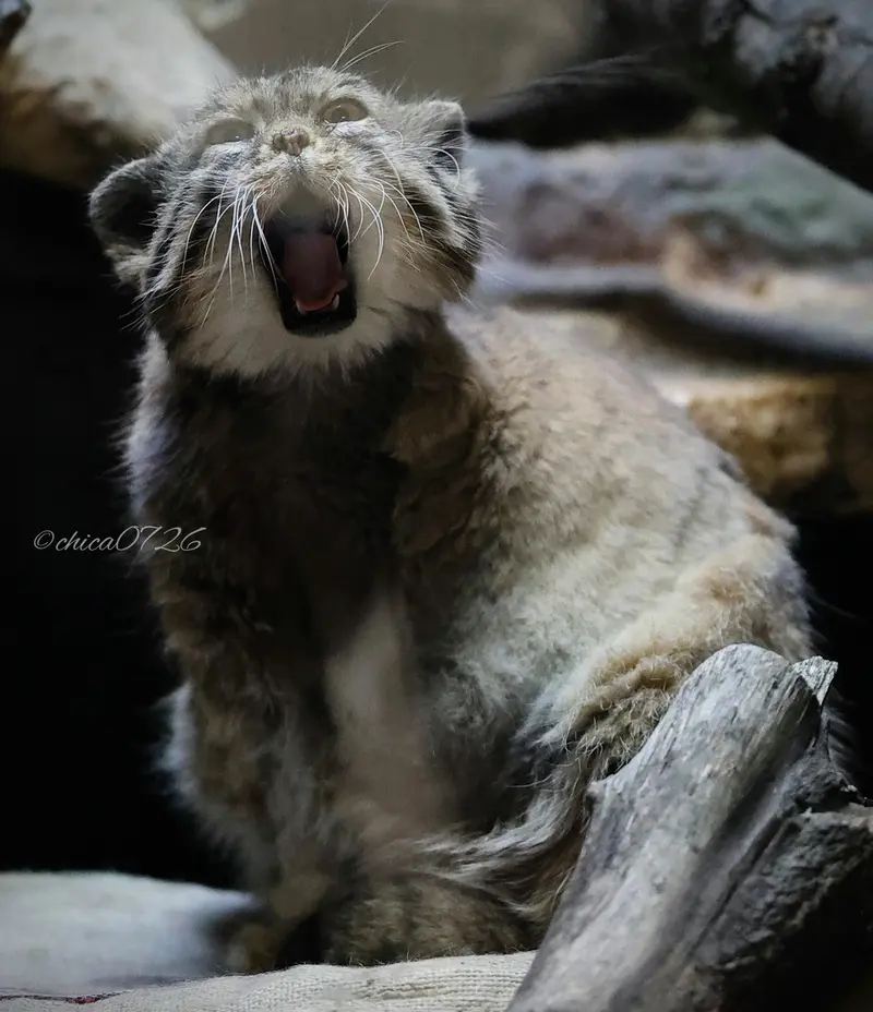 恩賜上野動物園のプリームラの写真
