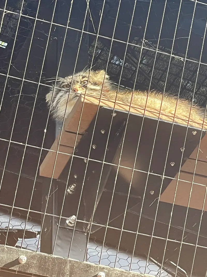 旭山動物園のグルーシャの写真