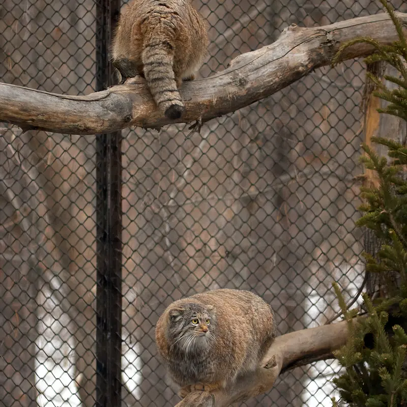 ノヴォシビルスク動物園のミアとジョージの写真