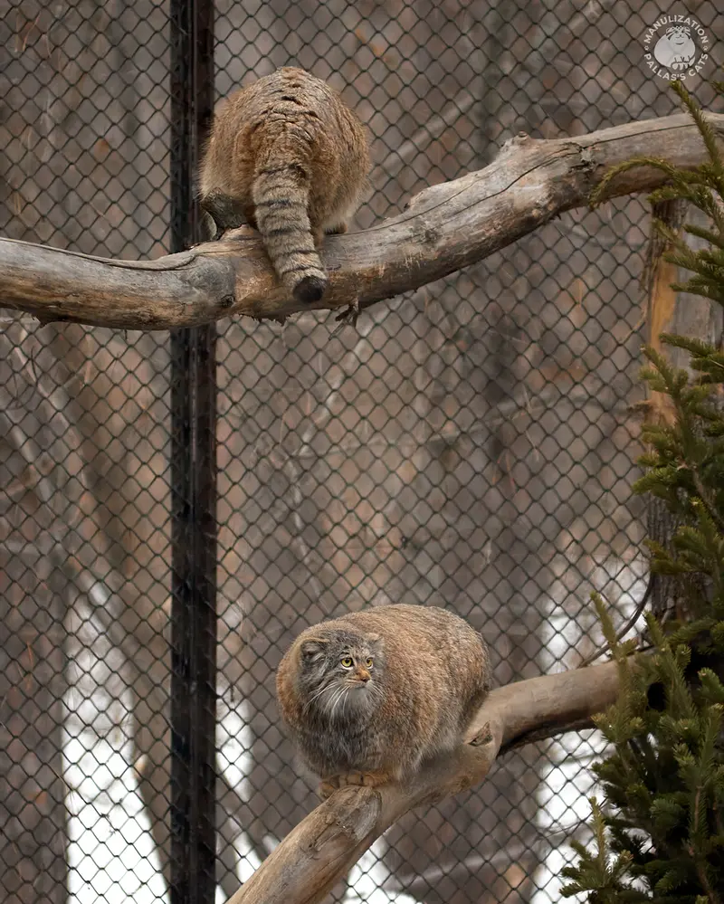 ノヴォシビルスク動物園のミアとジョージの写真