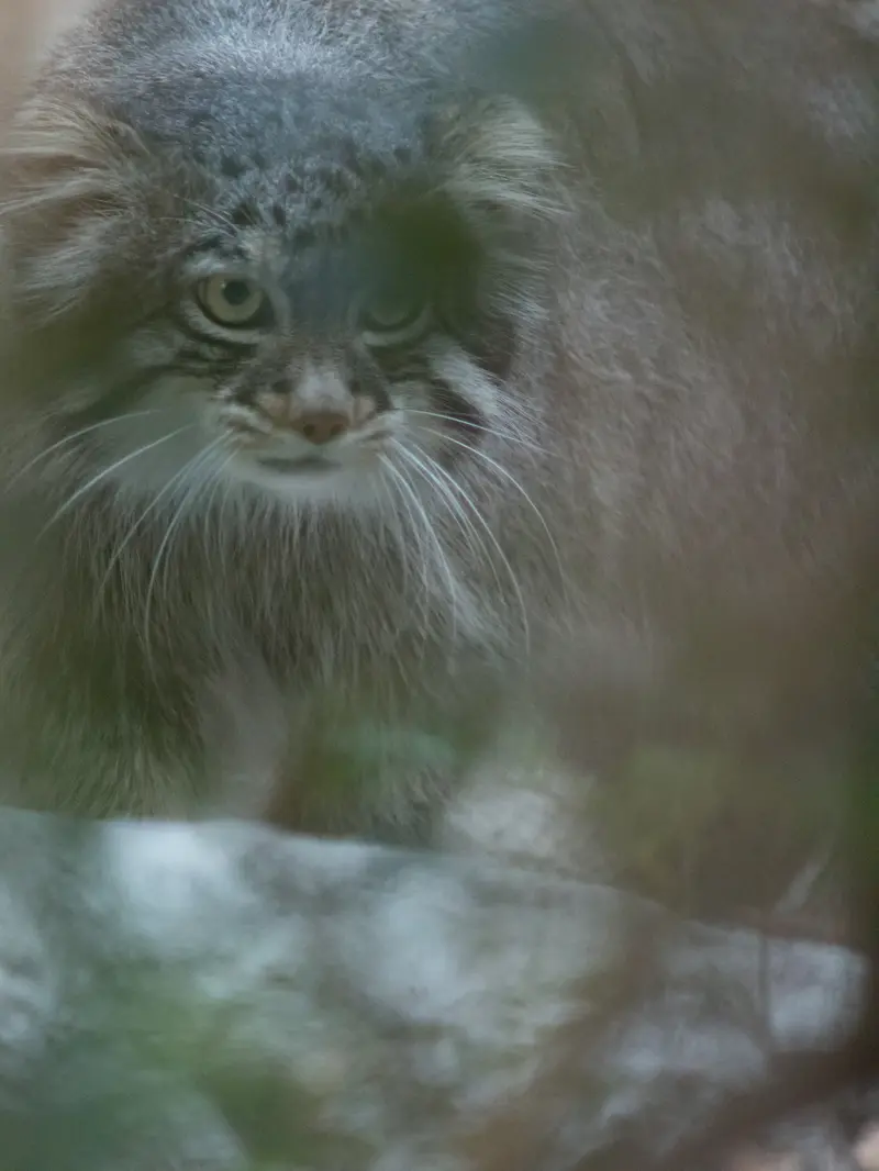 野毛山動物園のフィーガの写真