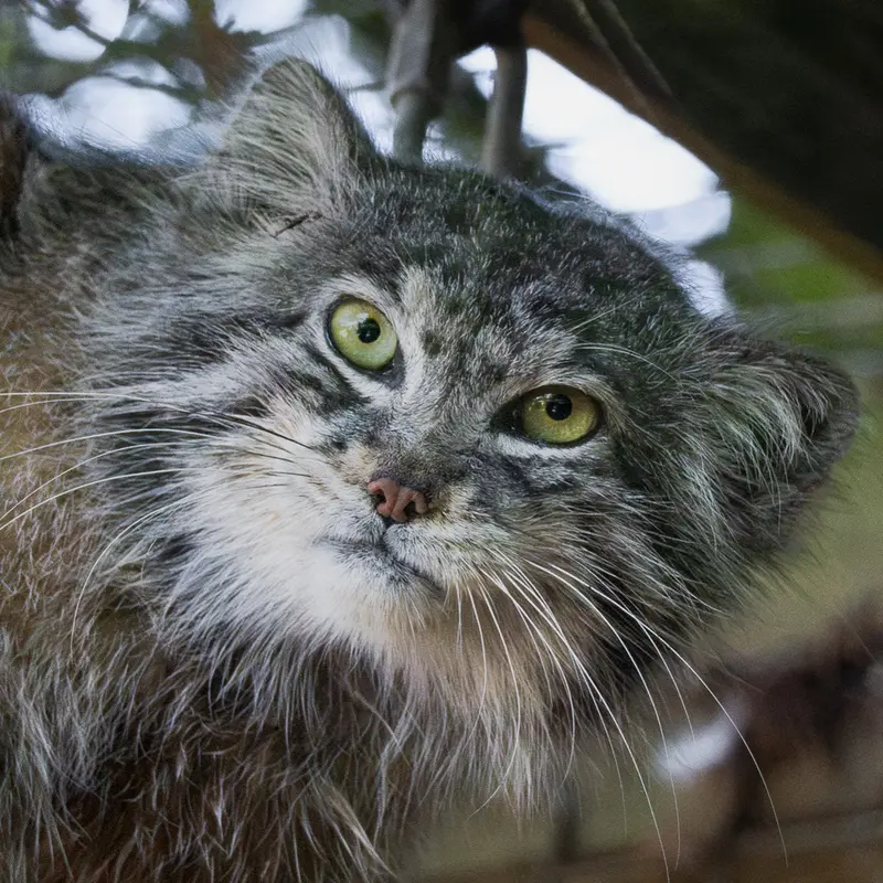 バナム動物園のマヌルネコのクルキ